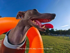 Примеры фото с камер OPPO Find X10 и X10 Pro Max
