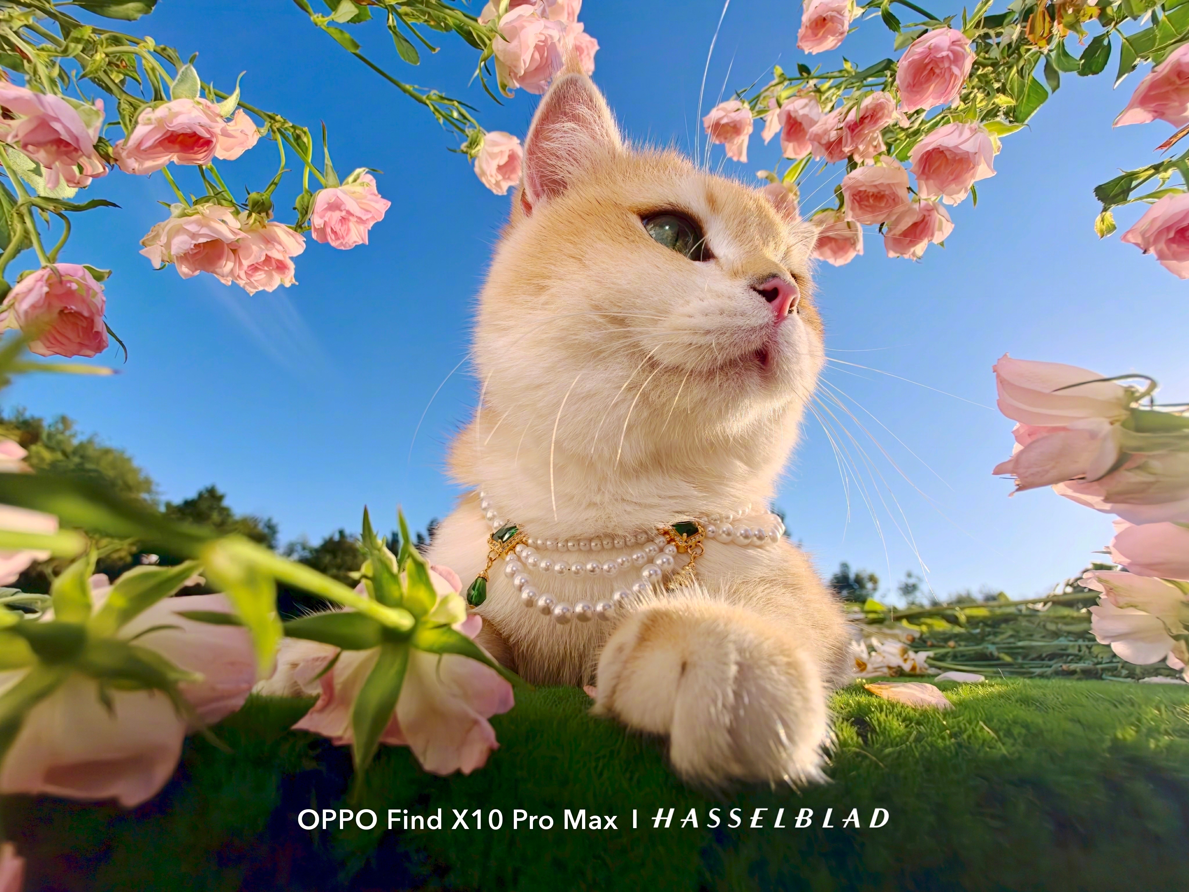 Примеры фото с камер OPPO Find X10 и X10 Pro Max