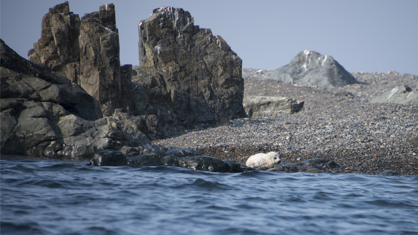 Дальневосточный 3. Бухта спасения Приморский край. The far Eastern Marine Reserve животные. Строительство морских заповеднико. Far Eastern Marine Reserve.