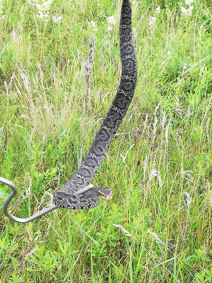 Какую ядовитую змею можно встретить в Алматы