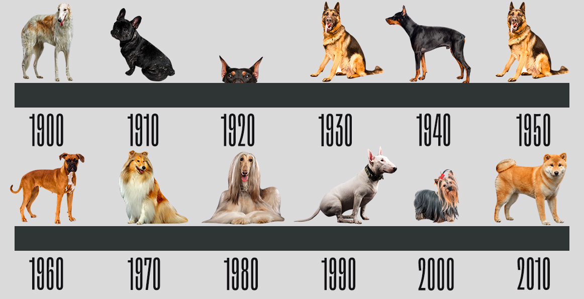 ТОП самые крупные породы собак в мире (с фото и описаниями) | «Дай Лапу»