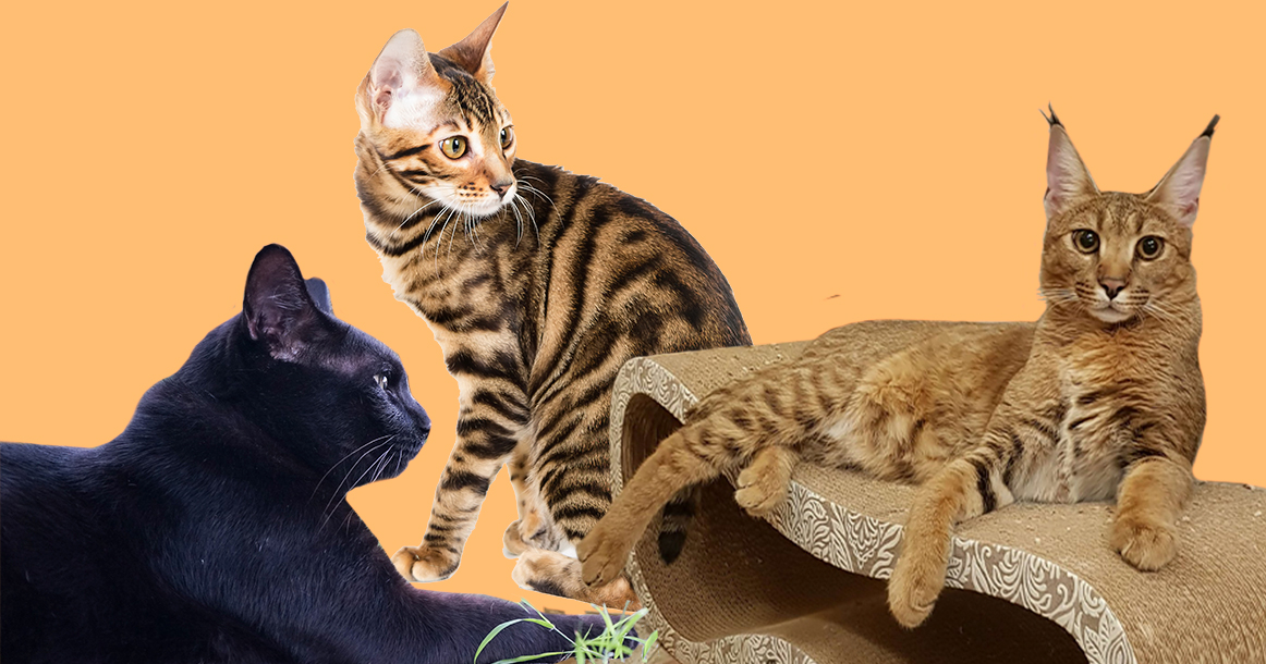 Из экзотических кошек москвичи предпочитают породы тойгер, пантеретта и  каракет - Москвич Mag