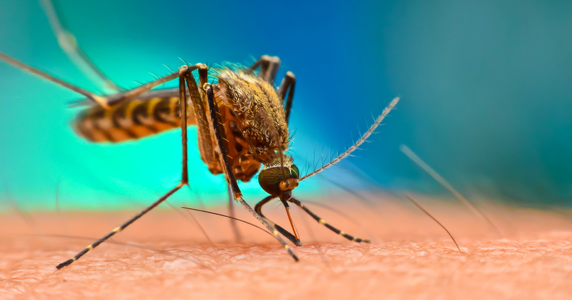 Как размножаются комары- описание каждого этапа