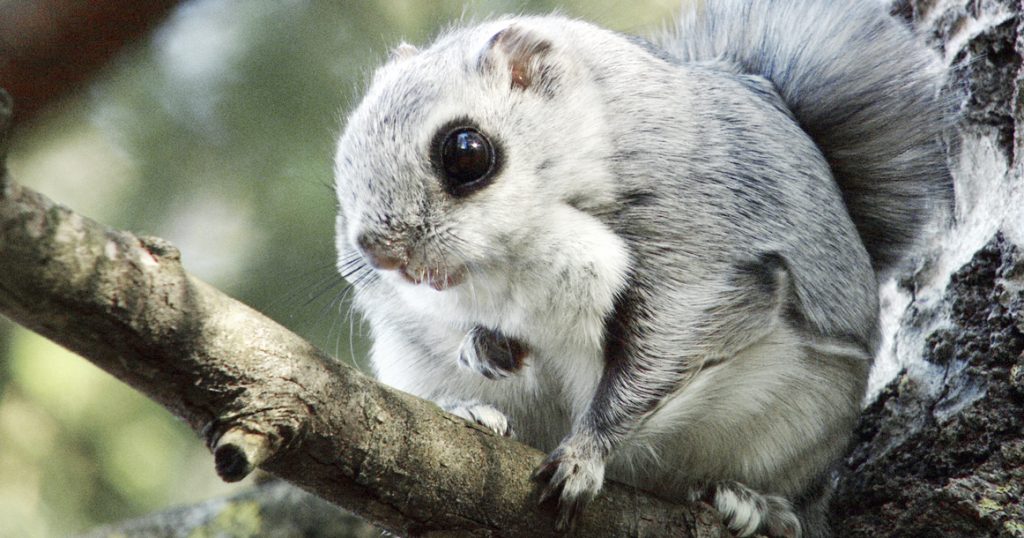 ЛЕТЯГА ОБЫКНОВЕННАЯ (Pteromys volans) - Фауна Беларуси