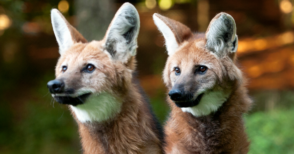 В зоопарке появились на свет два детеныша гривистого волка - Москвич Mag