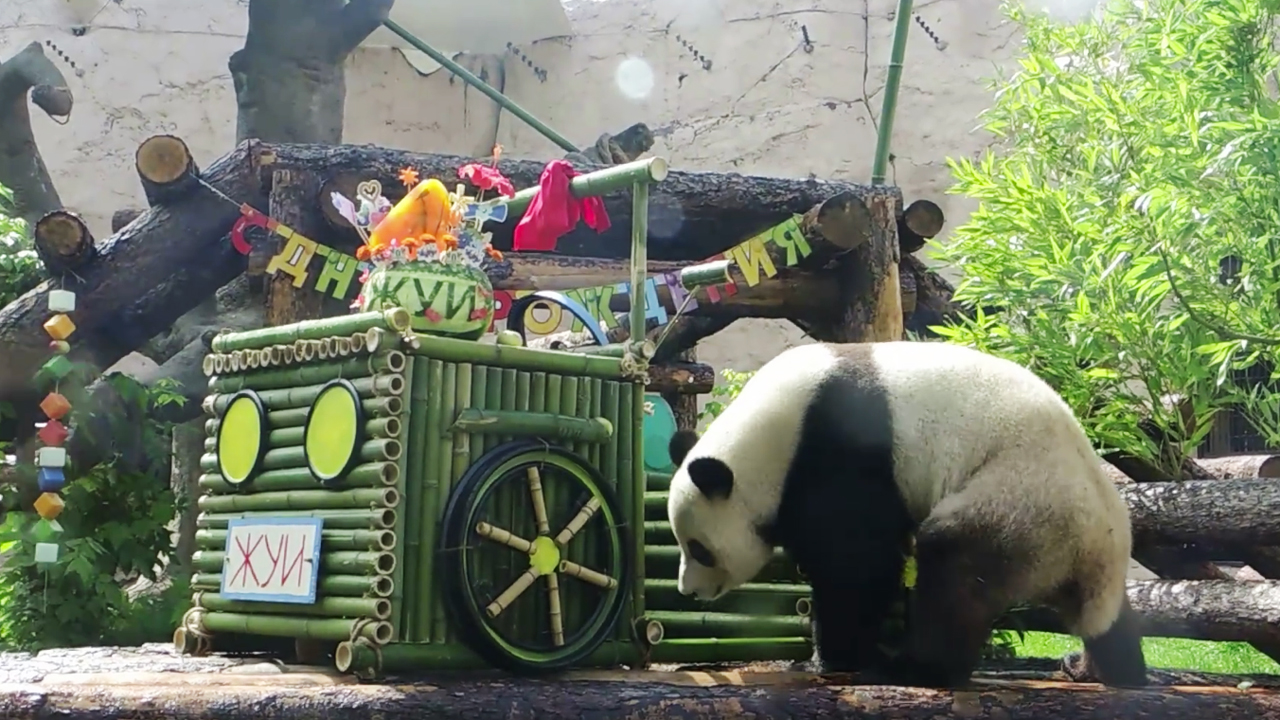 Зоопарк увидеть панду. Панды жуи и Диндин. Панда жуи в Московском зоопарке. Московский зоопарк панды жуи и Диндин.