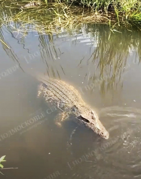 В подмосковной реке поймали замерзшего крокодила. Его забрала ферма, где живут еще 52 рептилии - фото 2