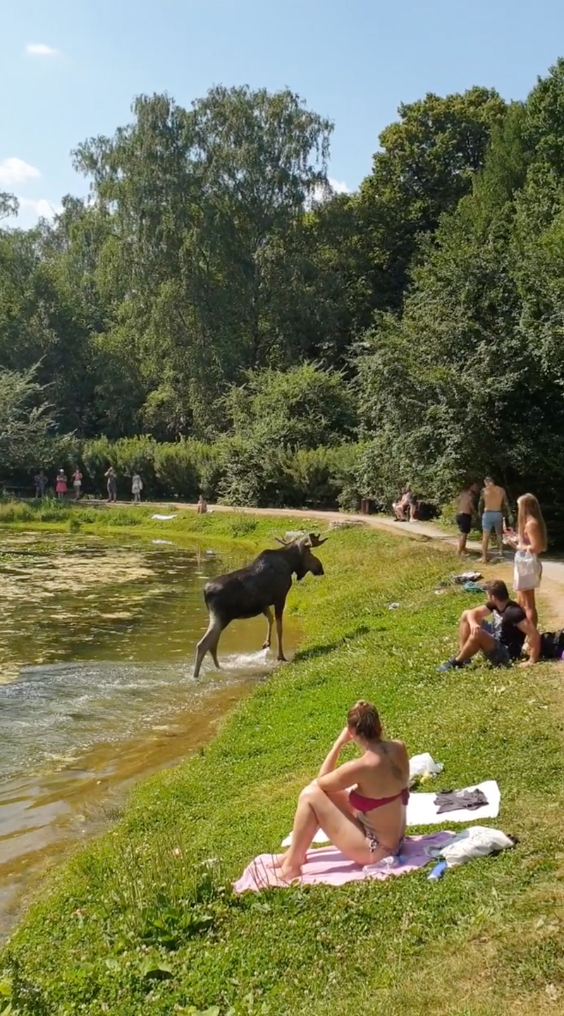 Водяное перемирие в Сокольниках: лось купается, не обращая внимание на  отдыхающих москвичей - Москвич Mag - 12.07.2021