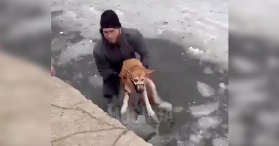 Мужчина спас собаку. Спас собаку из ледяной воды. Собаки в парках. Собака спасает своего щенка.