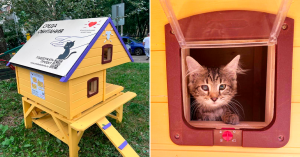 В Северном Измайлово отметили сегодняшний Всемирный день кошек новыми домиками
