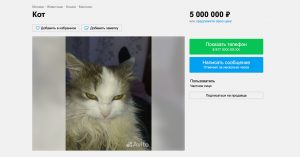 Житель Арбата продает на «Авито» злого кота за 5 миллионов рублей