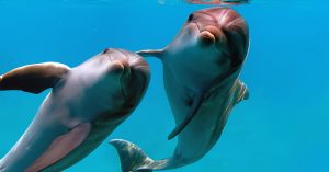 В «Москвариуме» погибли два дельфина