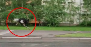 Надоели самокаты? На московских улицах заметили бегущего с огромной скоростью страуса