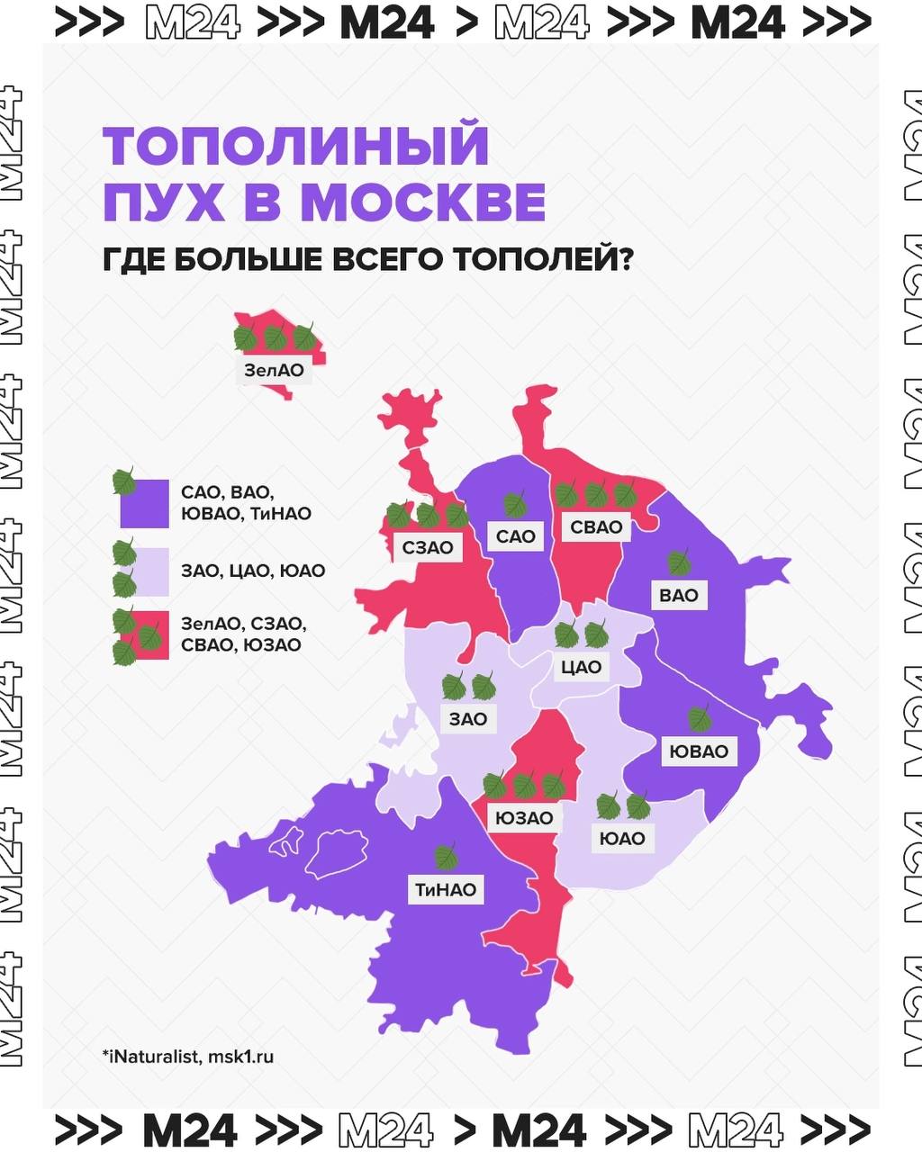 Опубликовали карту тополиного пуха в Москве - Москвич Mag