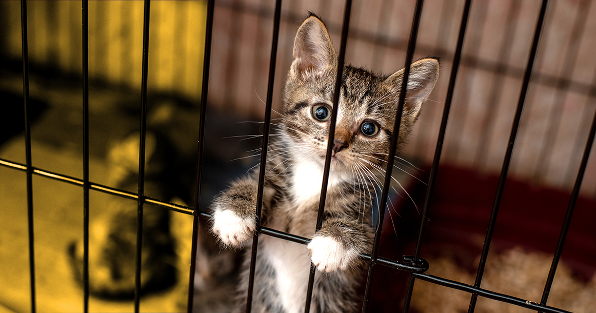 Лучший котенок сидит у заводчика дома»: зачем зоозащитники борются с  торговлей животными - Москвич Mag
