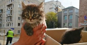На порог будущего музея транспорта на Новорязанской улице подкинули коробку с котятами