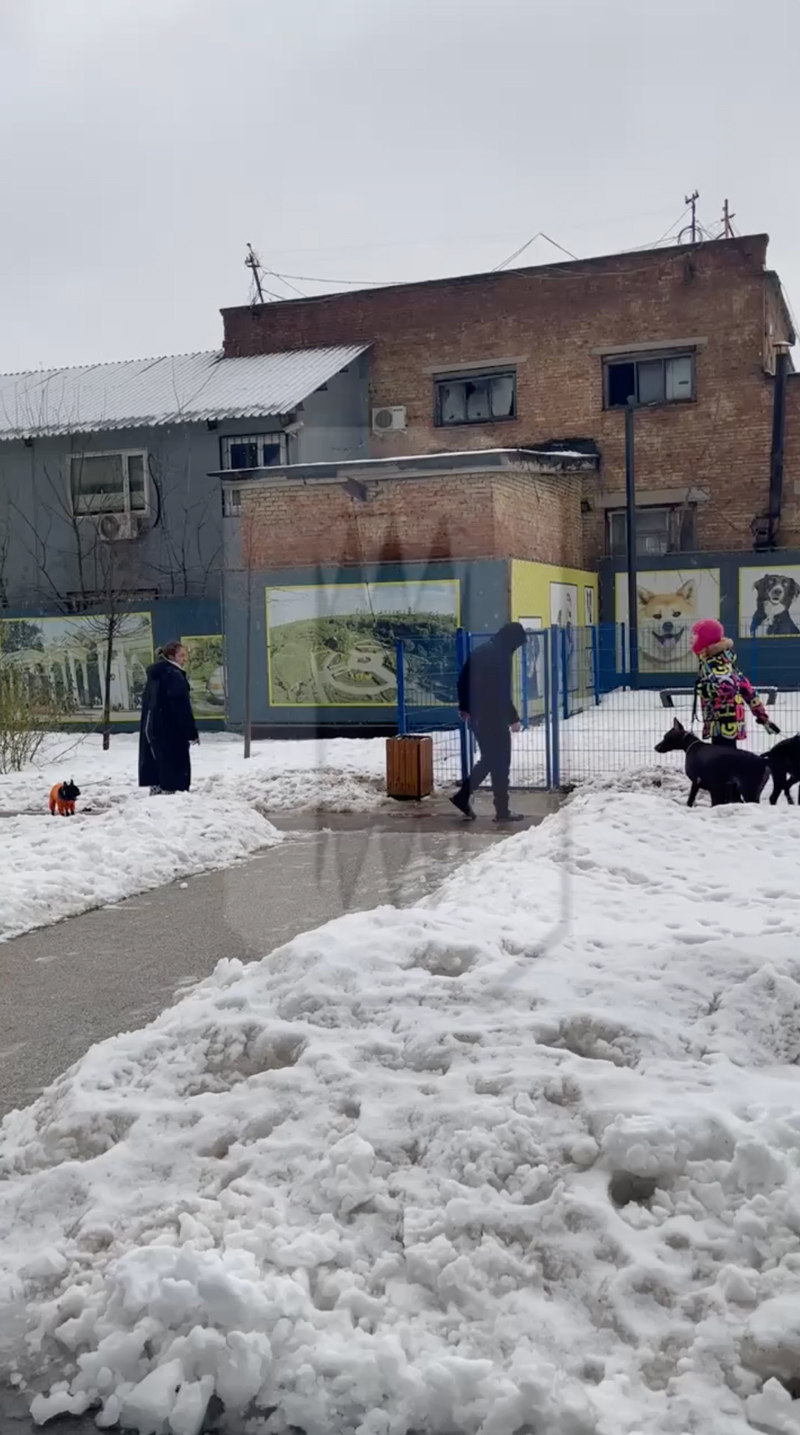 В Гольяново владелец двух доберманов напал на соседку после замечания об  отсутствии намордников - Москвич Mag