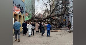 На Новослободской улице упавшее дерево выбило окна дома