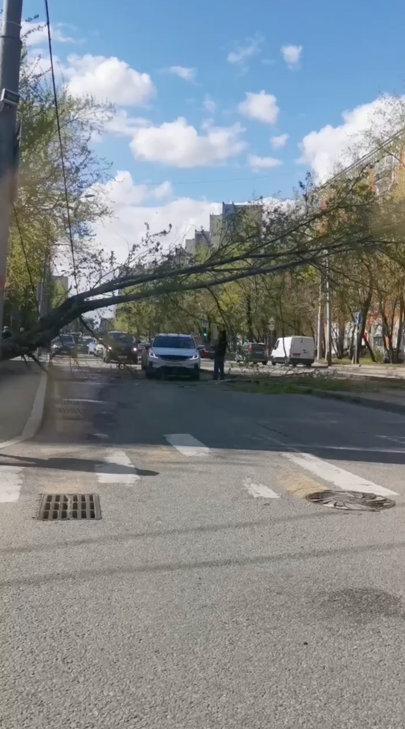 Начавшийся в Москве ураган вырывает деревья с асфальтом и сносит крыши на  дорогу - Москвич Mag