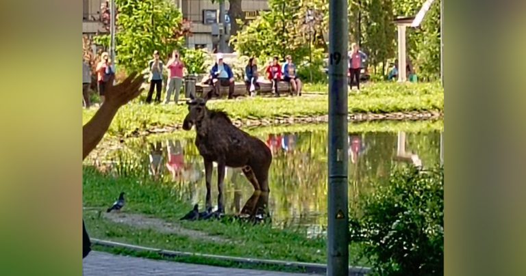 Неуловимый лось сегодня стал героем дня в Новогиреево - Москвич Mag