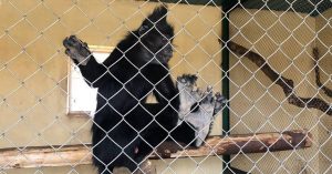 Из-за гибели животных в зоопарке «Планета обезьян» в Новой Москве возбудили уголовное дело