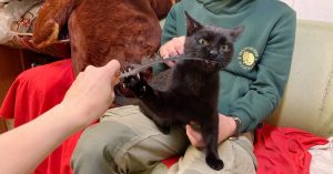 Московский зоопарк ищет хозяев кота Симбы, спасенного из вольера с волками