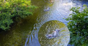 Чьи три бегемота купаются в Яузе?