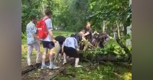 В Тимирязевском районе пассажиры сами убрали с трамвайных путей упавшее дерево