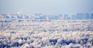 В эти выходные москвичи будут собирать подписи против скандального закона о ликвидации ООПТ