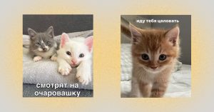 В Москве новая услуга: всего за 300 рублей вам всю неделю будут отправлять фото котиков для настроения