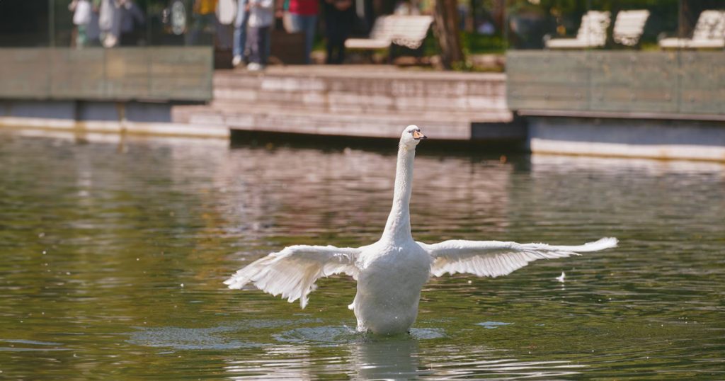 В Мосгордуме потребовали спасти лебедей в парке Горького от шума и стресса