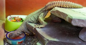 В Московском зоопарке поселилась пара египетских шипохвостов