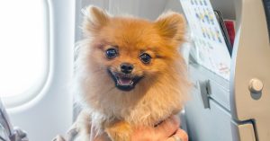 С 15 декабря «Победа» вводит увеличенную ручную кладь и перевозку питомцев на соседнем кресле