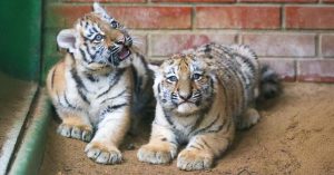 В Московском зоопарке родились два амурских тигренка