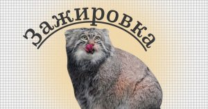 Слово «зажировка» внесли в словарь русского языка благодаря манулу Тимофею