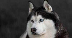 В Москве хаски погиб из-за удара током от неисправного фонарного столба