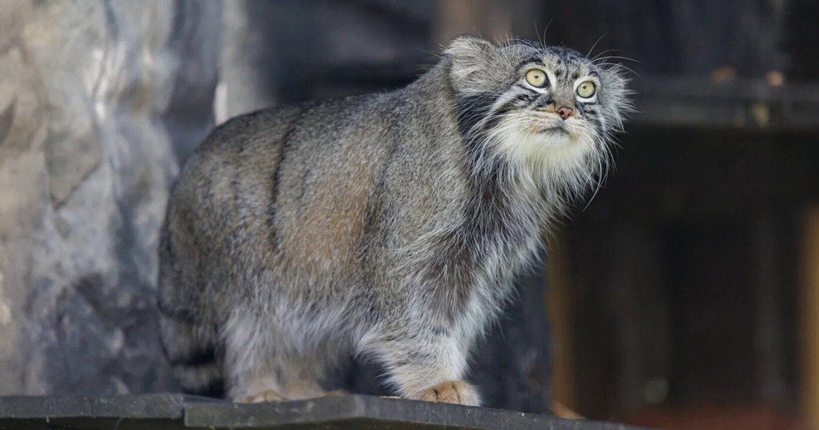 Карантин по герпесу сорвал весенние брачные планы манула Тимоши из зоопарка