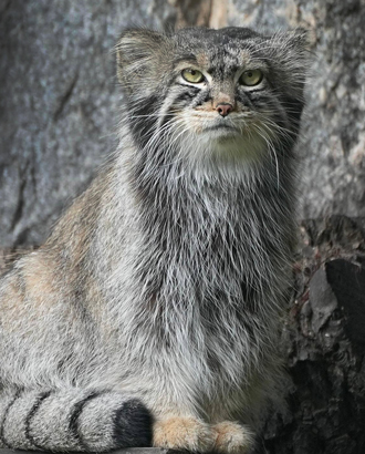 Карантин по герпесу сорвал весенние брачные планы манула Тимоши из зоопарка