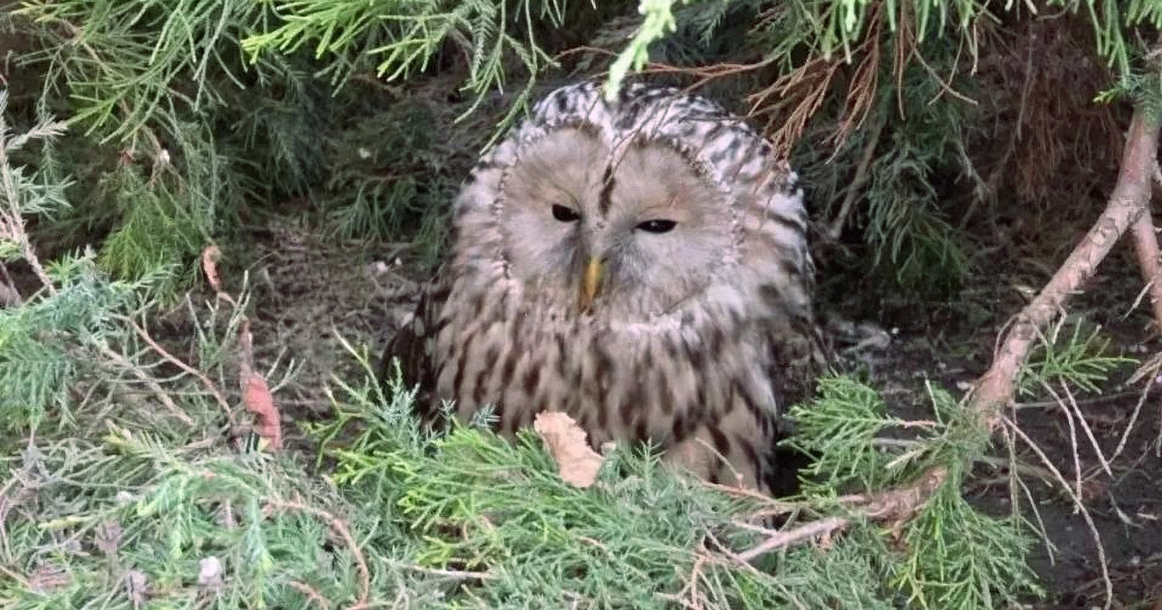 На Южнобутовской спасли сову, которая врезалась в стену и не могла взлететь