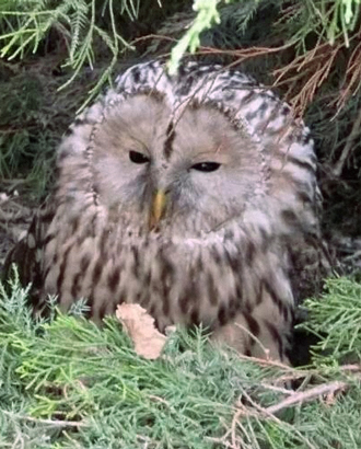 На Южнобутовской спасли сову, которая врезалась в стену и не могла взлететь