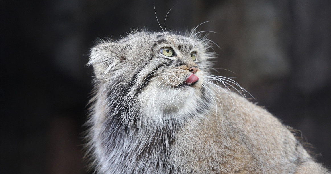 Новосибирский зоопарк вызвался помочь манулу Тимофею с подбором отечественной невесты