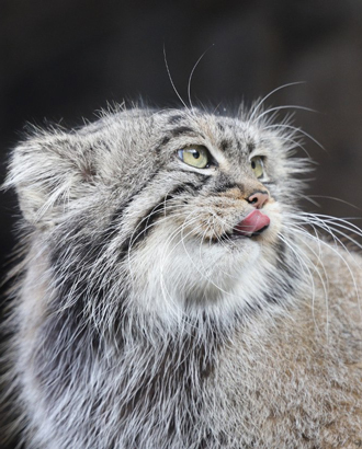 Новосибирский зоопарк вызвался помочь манулу Тимофею с подбором отечественной невесты