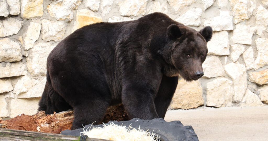В зоопарке проснулись все медведи сразу: Аладдин, Гром, Бабуля, Фаня и Вася
