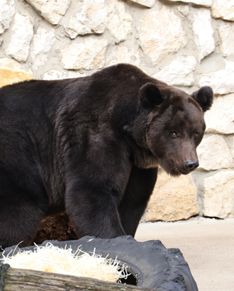 В зоопарке проснулись все медведи сразу: Аладдин, Гром, Бабуля, Фаня и Вася