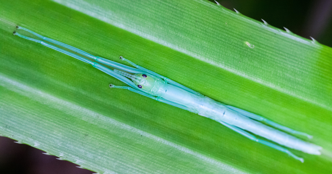 В Московском зоопарке впервые появился мятный палочник
