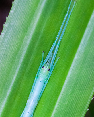 В Московском зоопарке впервые появился мятный палочник