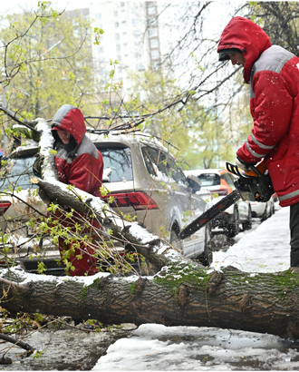 По итогам понедельника в Москве и области повалено больше 1200 деревьев, побито 500 машин