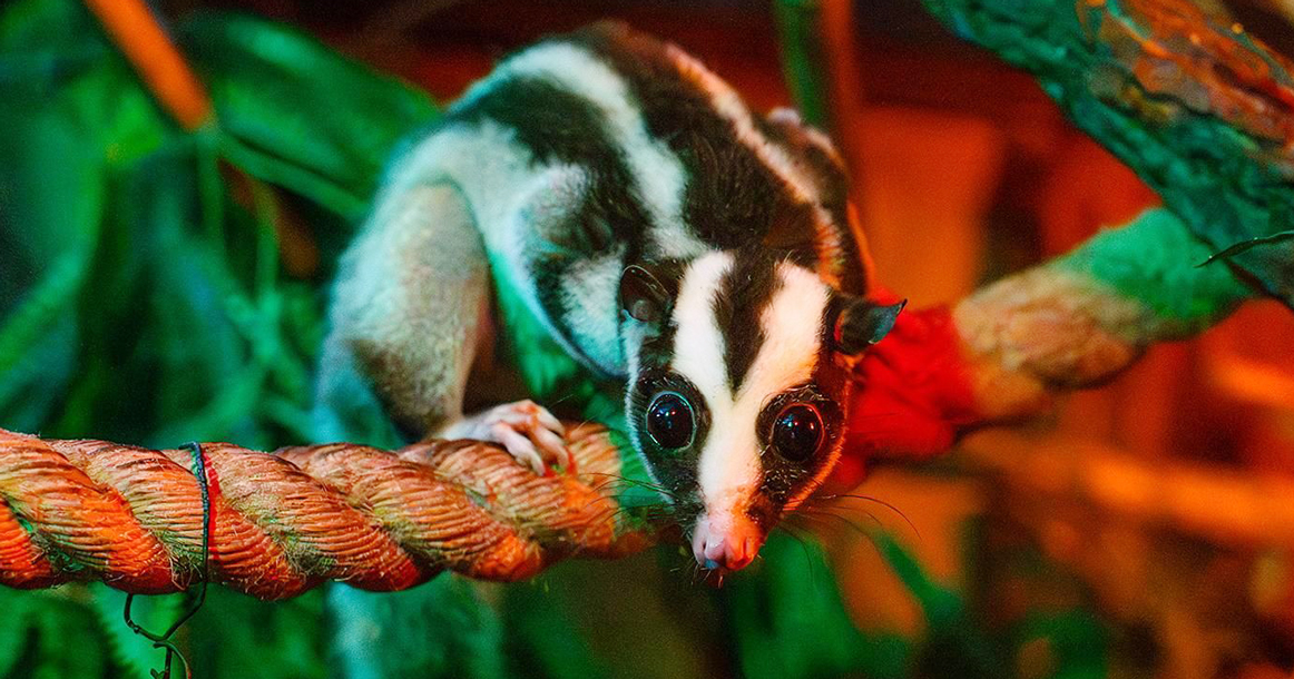 В зоопарке поселилась полосатый кускус Баранка