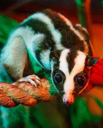 В зоопарке поселилась полосатый кускус Баранка