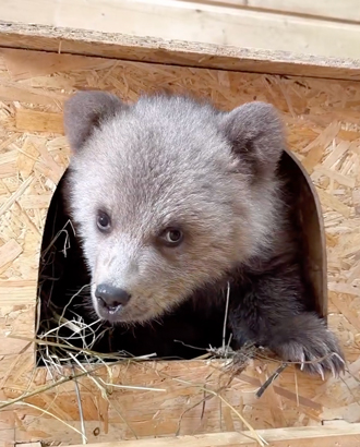 В Москву доставили брошенного в Северной Осетии медвежонка Дыньку